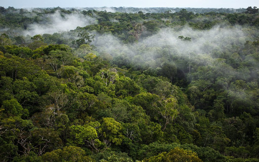 Cette lettre d'une trentaine de pages a été publiée le 12 février 2020 et conclue le synode d'octobre 2019 à Rome, qui avait pour thème : « Amazonie : de nouveaux chemins pour l'Eglise et pour une écologie intégrale ».